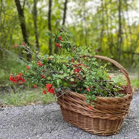 Casa Clorofilla Con Giardino Privato Tra Ad Assisi E Gubbio 公寓