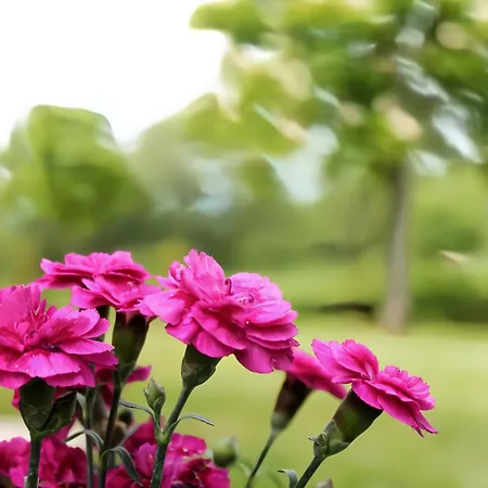 Apartament Casa Clorofilla - Umbria, Private Garden *